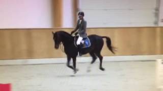 Stallion by Goldfever 2012 Riesenbeck International 022017 [upl. by Pelag]