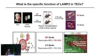 AIRRC7  T cell selection in the thymus and implications for immune responses P Rodrigues [upl. by Imer]