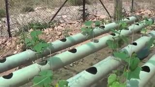 Soilless farming in India  hydroponic gardening grows organic plants fast  कैसे करे cultivation [upl. by Esile]