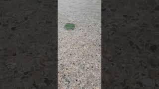 Floating Leaf And Calming Sea Waves [upl. by Nolham]