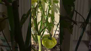 Harvest time for big juicy heirloom tomatoes healthy heirloom garden gardening tomatoes [upl. by Bloch]