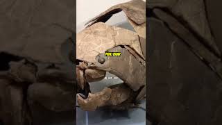 Discovered ARMORED FISH in the Devonian Period youtubeshorts [upl. by Kirk]