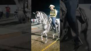 🤠 Que buen caballo bailador [upl. by Darnok]