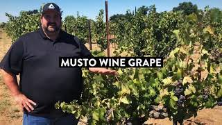 Musto Wine Grape  Zinderella Lodi Zinfandel Vineyards [upl. by Oicneconi]