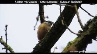 Kleiber mit Gesang  Eurasian nuthatch singing  Sitta europaea 1080p HD [upl. by Dragde]