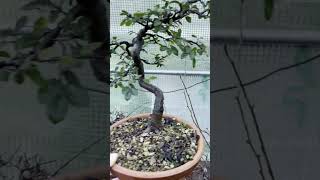 Lorme de Chine pour le cours débutant sur FaitesDuBonsai [upl. by Caraviello]