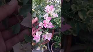 Variegated Bougainvillaea Flowers 🌸🌺 [upl. by Yesteb]