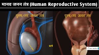 Male Gamete amp Female Gametes  Human Reproduction  Biology  Manav Janan  मानव जनन 3D Animation [upl. by Gordan]