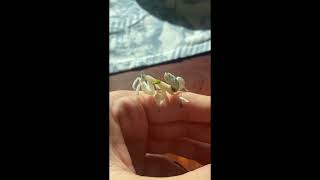 Orchid Mantis Hymenopus coronatus [upl. by Christy]