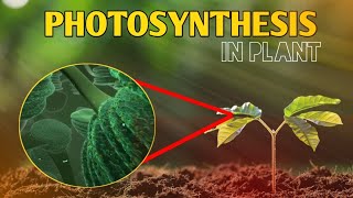 Photosynthesis  photosynthesis animation  how to photosynthesis in plant hindi [upl. by Hudis]