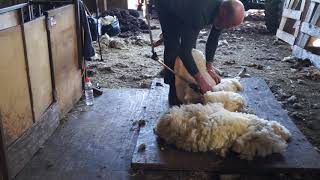 Lamb shearing Oct 11 2019 [upl. by Lihp]