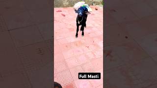 Fully Masti love dog doglover labrador puppy punjabisong punjabi newsong song villagelife [upl. by Evelyn]