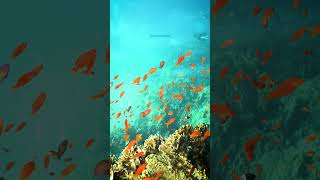 Shoaling Goldfish near Coral Reefs Blue Green Underwater goldfish school nature wow HA77809 [upl. by Yuh11]