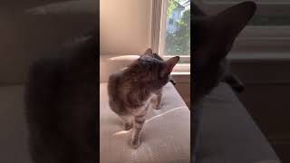 What would you see at the window cat playfulkitties catlover playfulfelines kitten kittycat [upl. by Grissom]