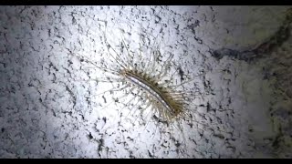 House centipede  Scutigère véloce Scutigera coleoptrata [upl. by Ammej158]