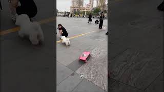 Perro Patinador Sorprende a Todos en la Calle shorts [upl. by Wickham372]