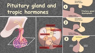 Pituitary hormones overview of the gland and tropic hormones [upl. by Assirrem]