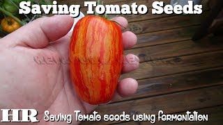 ⟹ How to save Tomato seeds  The fermentation process [upl. by Arreic]