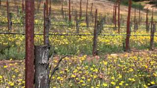 Field Grafting Grapevines  How Grapes are Grafted to Change Varieties  Wine Education Videos [upl. by Lekar]