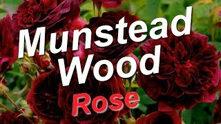 Munstead Wood Rose [upl. by Christabel]