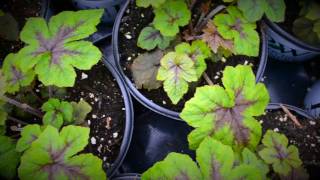 Head Perennial Grower Heuchera for your shade garden [upl. by Dnaloy]