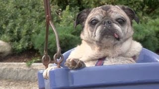 Cutest Pug Plays at the Park [upl. by Irrehc]