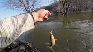 Juniata River Smallmouth Fishing [upl. by Salem]