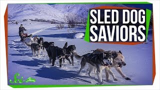 When Sled Dogs Saved an Alaskan Town [upl. by Ainedrag]