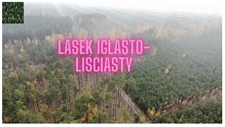 Las iglasto liściasty nature drone krajobraz las FallColors [upl. by Anirdnaxela]