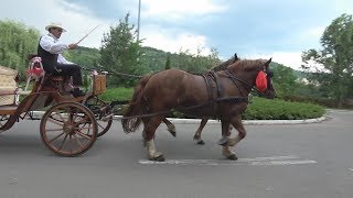 Trasura cu cai  evenimente  Cluj  2018 [upl. by Adnirolc]