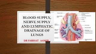 Blood Supply Nerve supply And Lymphatic Drainage Of Lungs [upl. by Lrigybab]