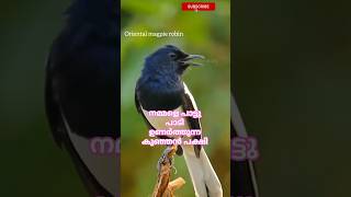 നമ്മുടെ നാട്ടിലെ പാട്ടുകാരൻ പക്ഷി shortvideo [upl. by Frants435]