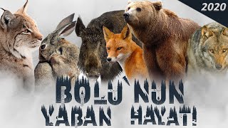 Bolunun Yaban Hayatı  Bolus Wildlife  Ağustos  Aralık 2020 [upl. by Roberts]