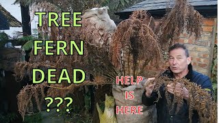 Tree Ferns Winter Care and General Advice Dicksonia Antarctica [upl. by Ylebmik]