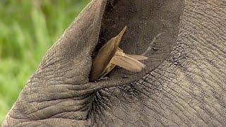 Birds Helping Rhino to Clean its Ear [upl. by Deming614]