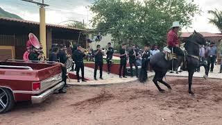 Caballos bailadores y Banda 💯 [upl. by Rabkin]