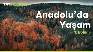 Anadoluda Yaşam  Orman  TRT Belgesel [upl. by Quickman42]