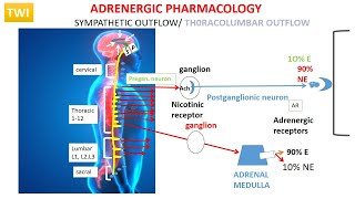 ADRENERGIC PHARMACOLOGY OVERVIEW PART 1  SYNTHESIS OF NE [upl. by Murdock894]