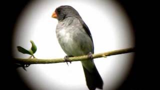 Gray Seedeater  Sporophila intermedia  Buena Vista Peak E Andes [upl. by Elledoj]