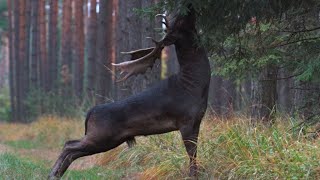 Ultra Rare All Black Deer Spotted in Forest [upl. by Yeffej]