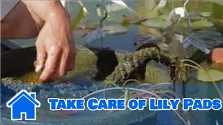 Care of Lilies  How to Take Care of Lily Pads [upl. by Emlynne]