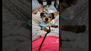 A boy of many names puppy yorkie dog dogmom dogsoftiktok thatsnotmyname [upl. by Gabrila]