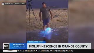 Bioluminescence lights waters in Orange County [upl. by Song]