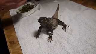 Zukie the Chuckwalla Sitting up for his snack [upl. by Thormora]