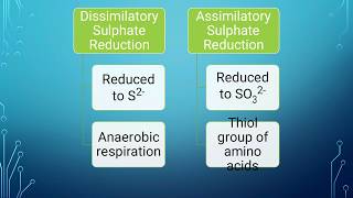 Diversity in Anoxic Ecosystems  Sulphate Reduction [upl. by Ariew19]