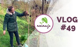 MOESTUIN VLOG 49  Dahlia overwinteren voorbereiden op de vorst en pesto van OostIndische kers [upl. by Auahsoj]