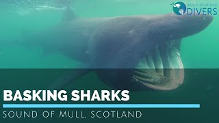 Shark diving in Scotland  Meet the basking sharks of the Sound of Mull [upl. by Loella]