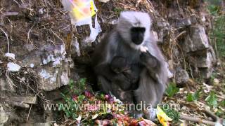 Uttarakhand The Langur feast [upl. by Dnalwor]