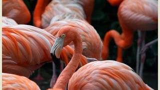 Pink Flamingos at the San Diego Zoo in HD [upl. by Nilloc]