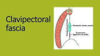 Clavipectoral fascia easy embryology gross anatomy [upl. by Kendrick]